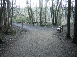 The_Green_Bridge_Trail,_Chatelherault_Country_Park_-_geograph.org.uk_-_134286